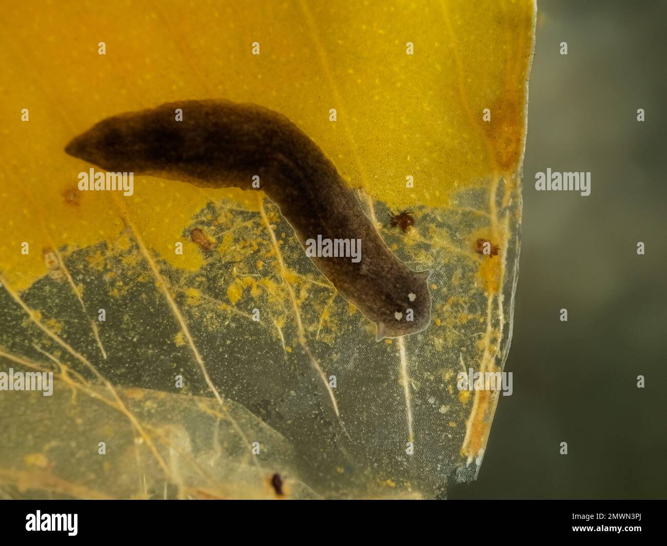 Black planarian flatworm (Girardia dorotocephala) from a stream in Delta, British Columbia, Canada, crawling across the dead leaf of an aquatic plant Stock Photo