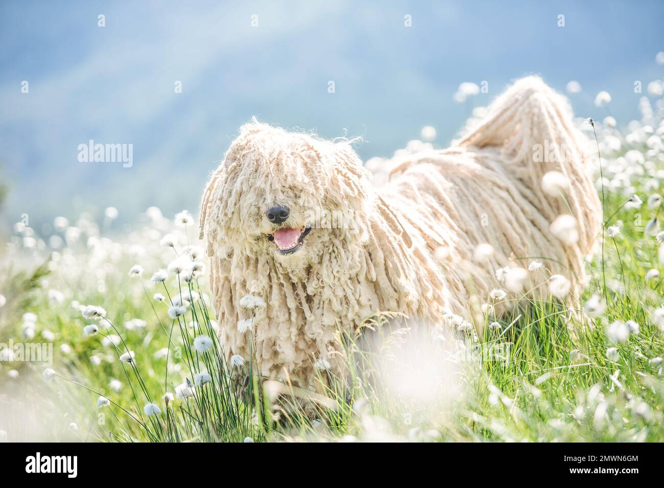 Hungarian puli dog on green grass and white flowers n the Carpathian mountains, Ukraine, Europe. Stock Photo