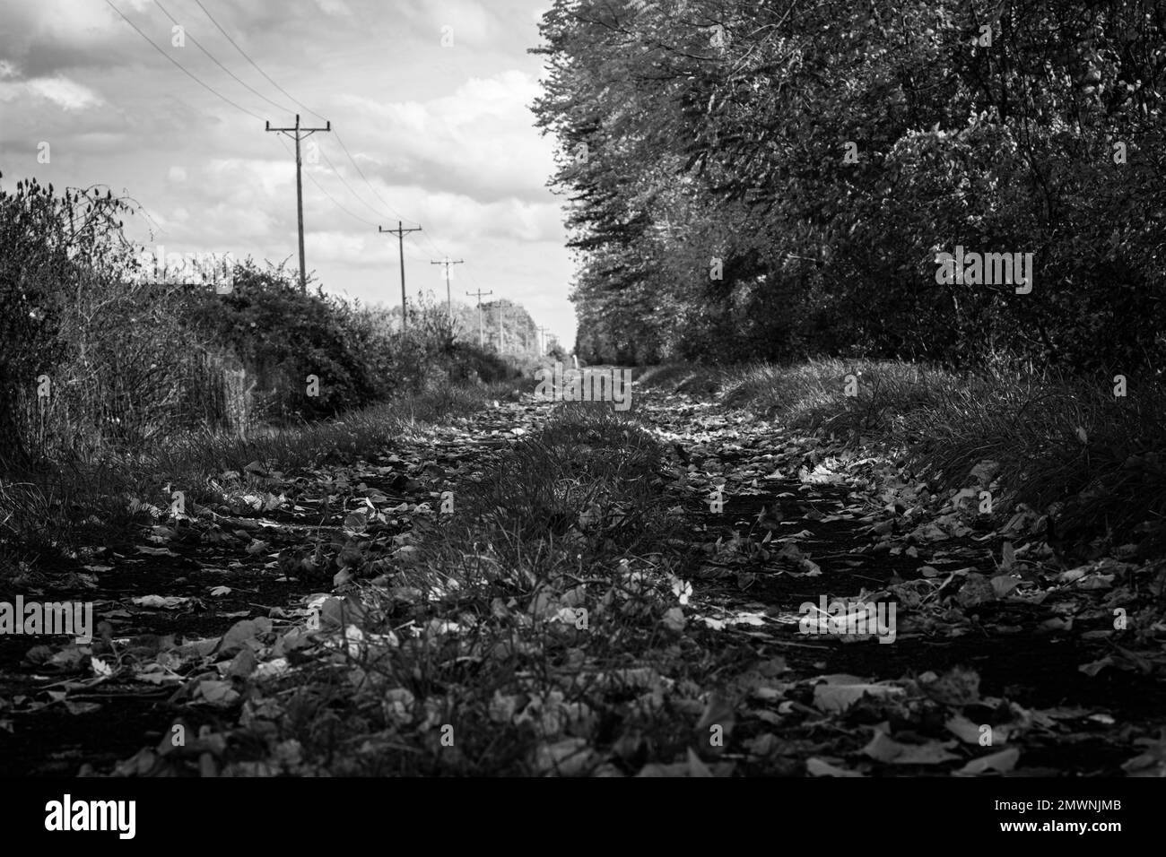A grayscale of a path with fallen autumn leaves Stock Photo - Alamy