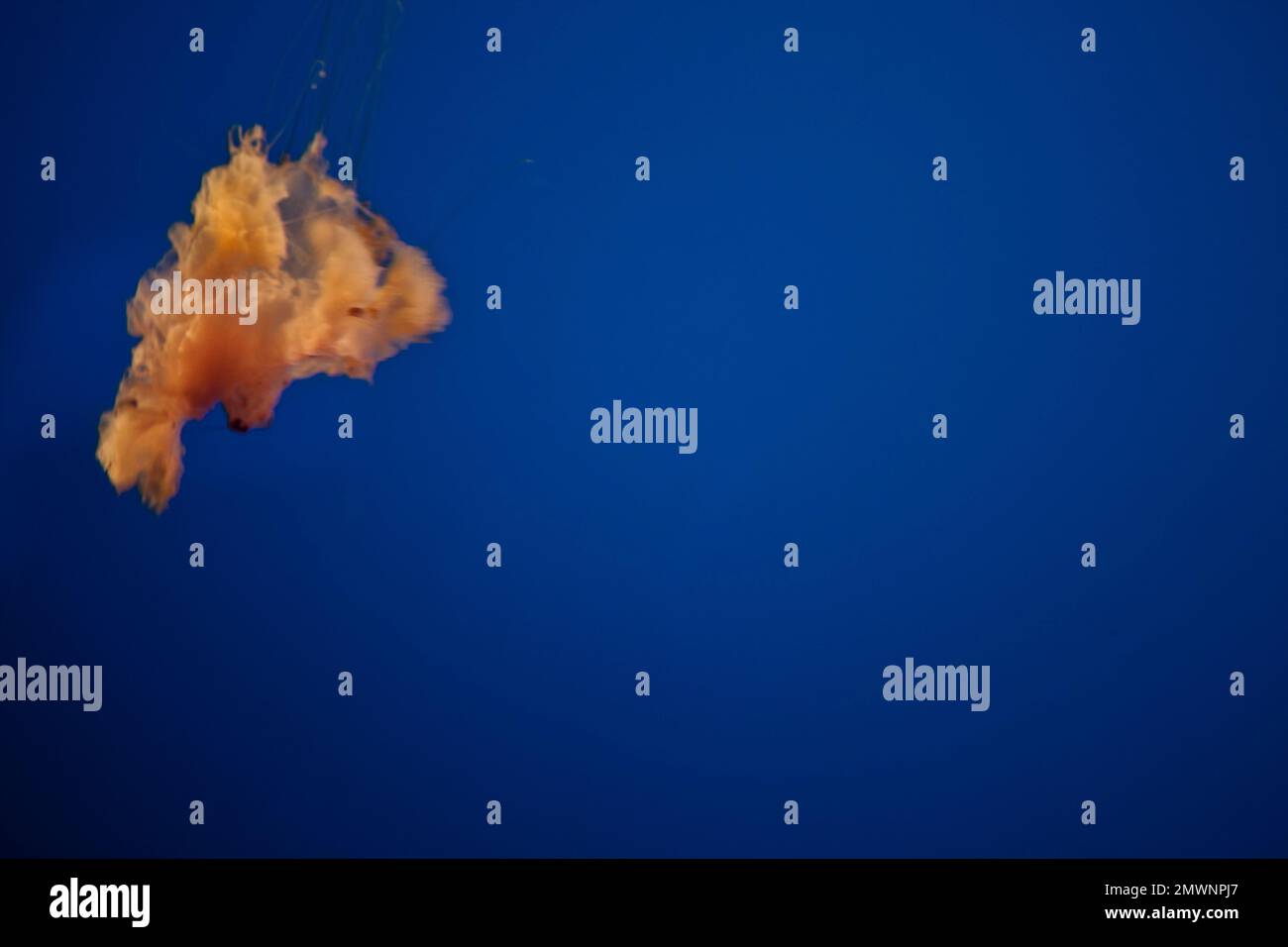 Egg Drop Jelly, Monterey Bay Aquarium, CA Stock Photo Alamy