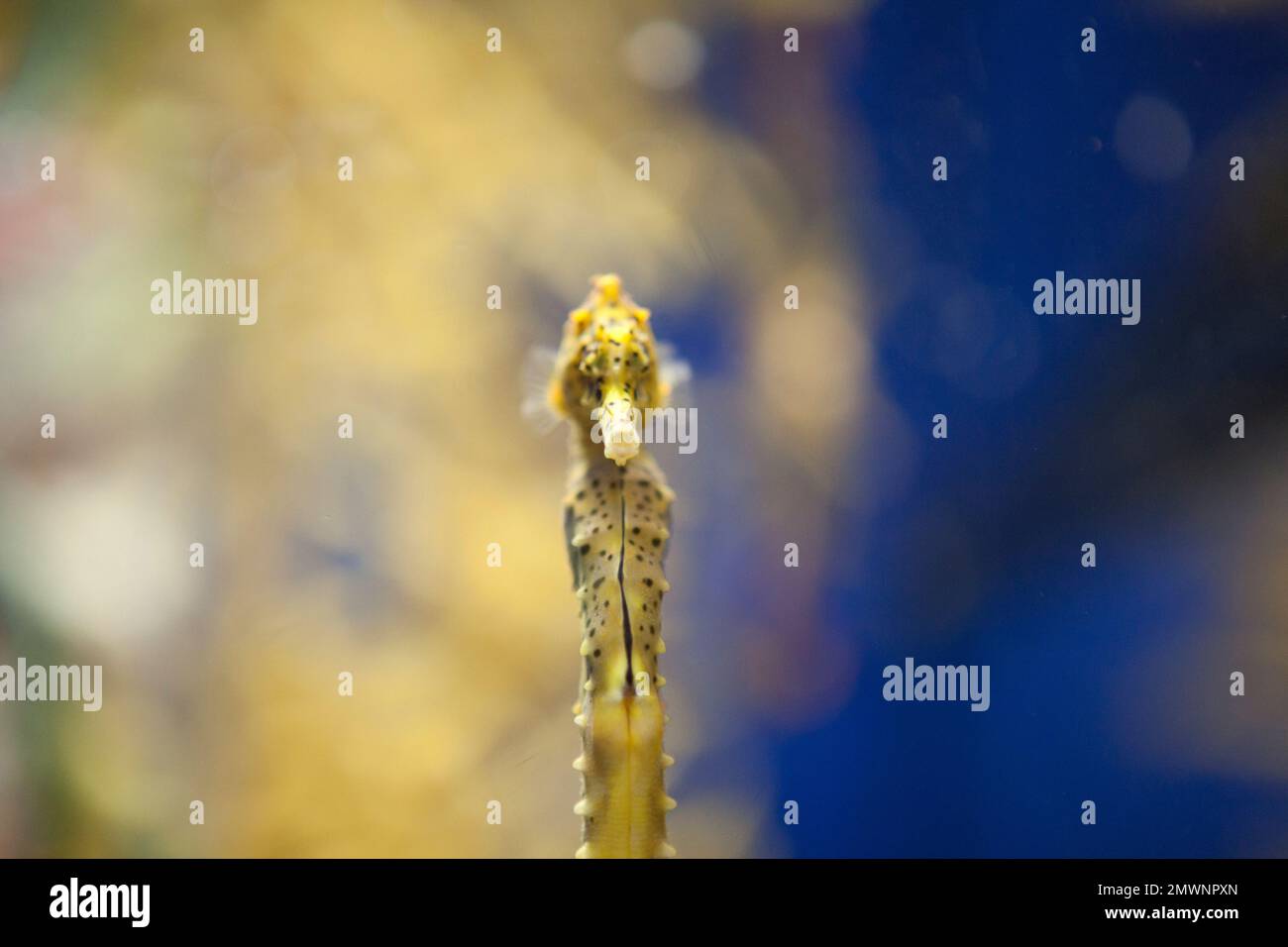 Yellow seahorse in aquarium, Monterey CA Stock Photo