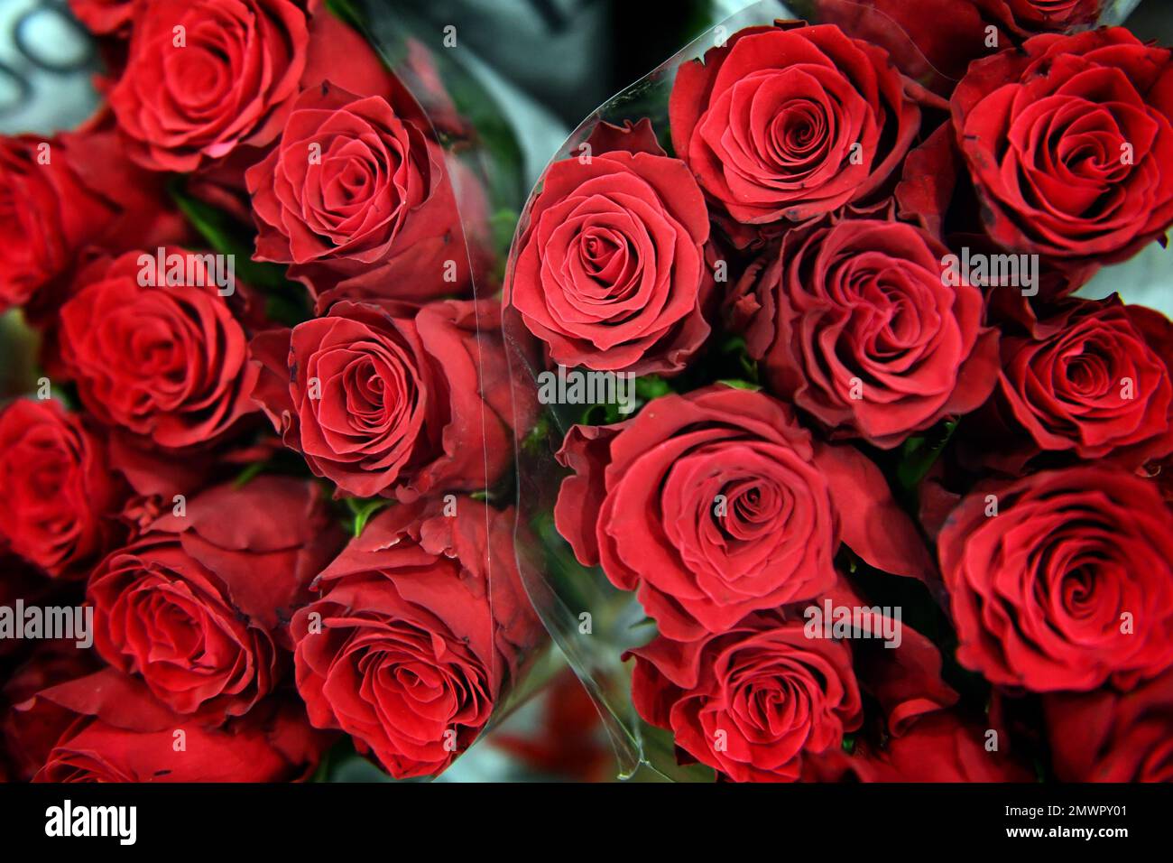 File photo dated 13/02/2017 of red roses on a flower stall at New Covent Garden Market in London. Police are urging people to beware of romance scams ahead of Valentine's Day as new data reveals victims have lost millions of pounds to fraud. Issue date: Thursday February 2, 2023. Stock Photo