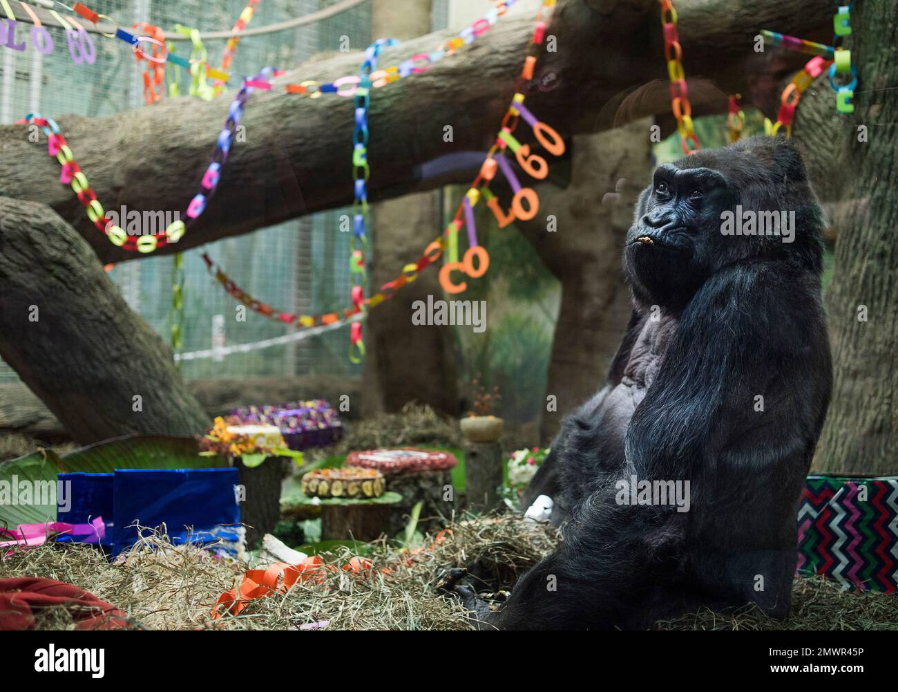 Colo, the nation's oldest living gorilla, sits inside of her enclosure ...