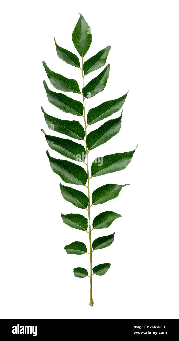 Curry leaves isolated on a white background Stock Photo Alamy