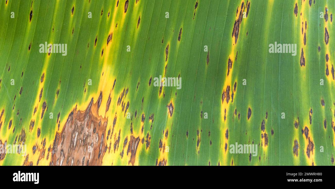 Close up view of an old banana leaf. Background and texture. Stock Photo