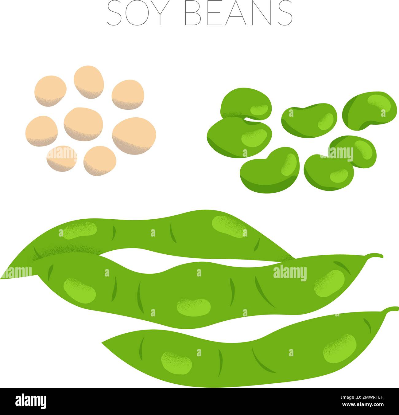 Soy beans illustration dried beans edamame premature beans and beans in
