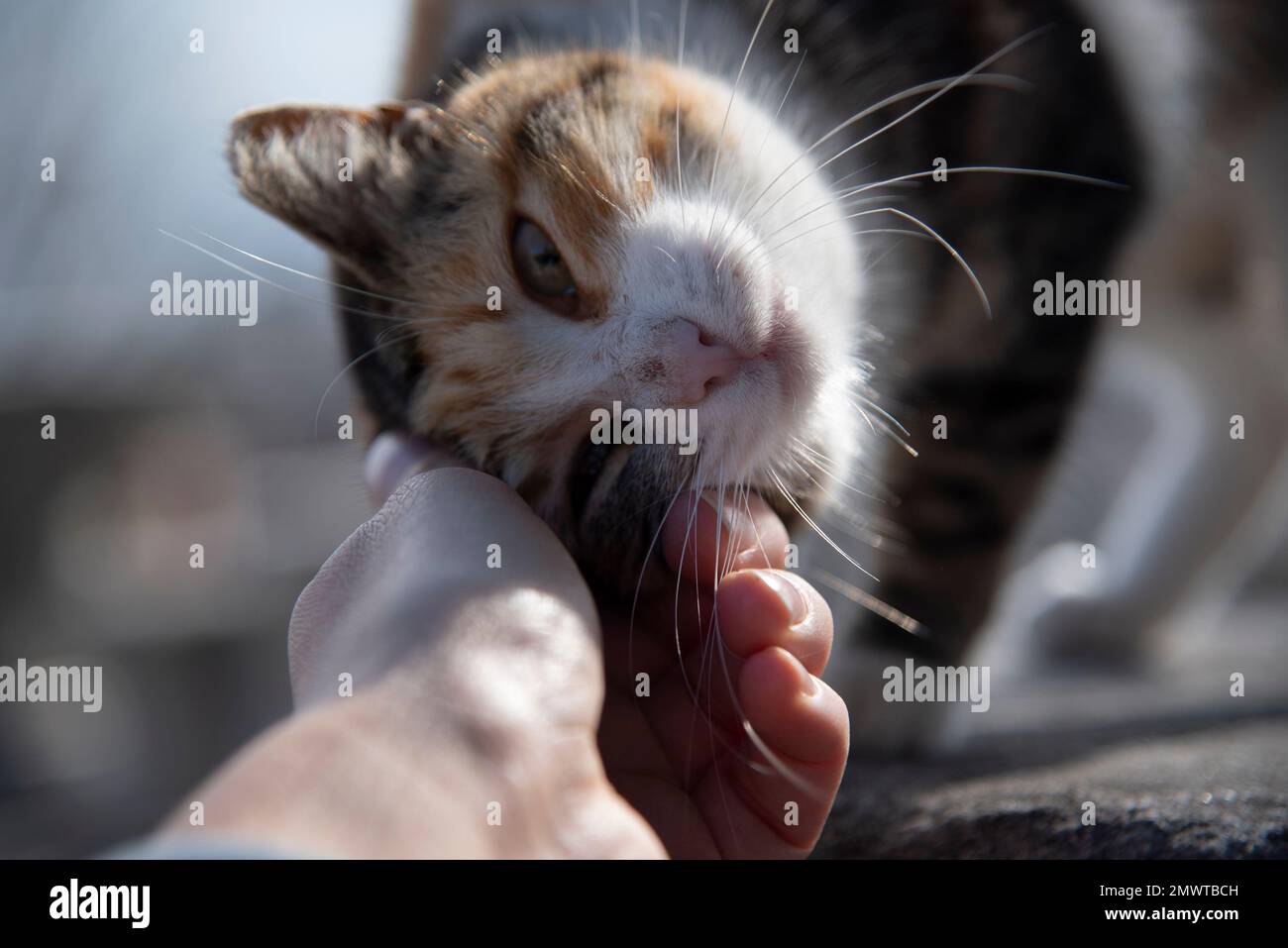 The cat loves to be petted Stock Photo Alamy
