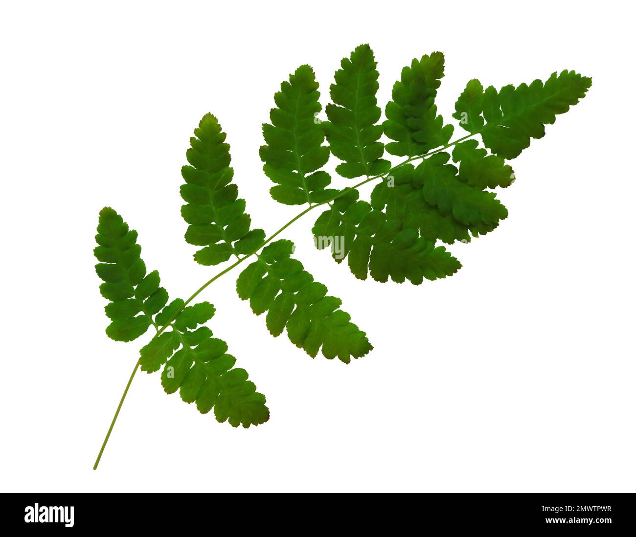 Fern branch isolated on white background. Clipping Path included. Stock Photo