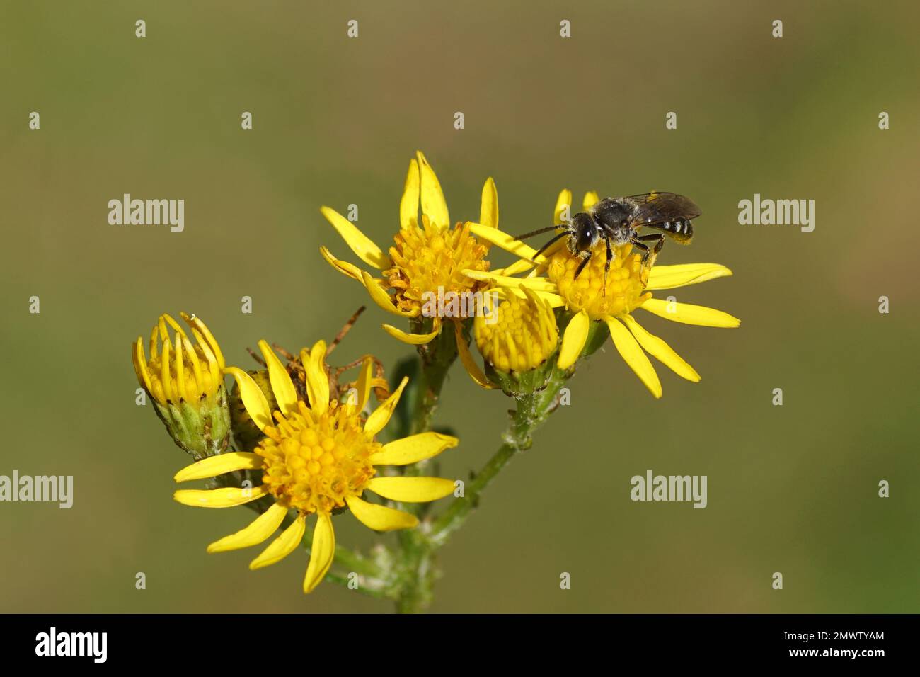 Flowers of of ragwort (Senecio jacobaea), family Asteraceae or Compositae. Small bee of the genus Lasioglossum, family Halictidae. Summer in a garden Stock Photo