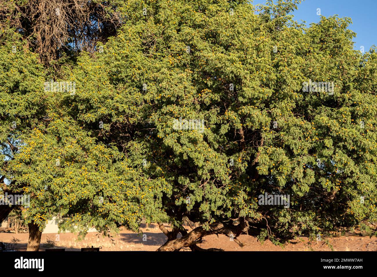 Thorn trees, Acacia  nebrownii, Fabaceae, Namib desert, Namibia, Africa Stock Photo