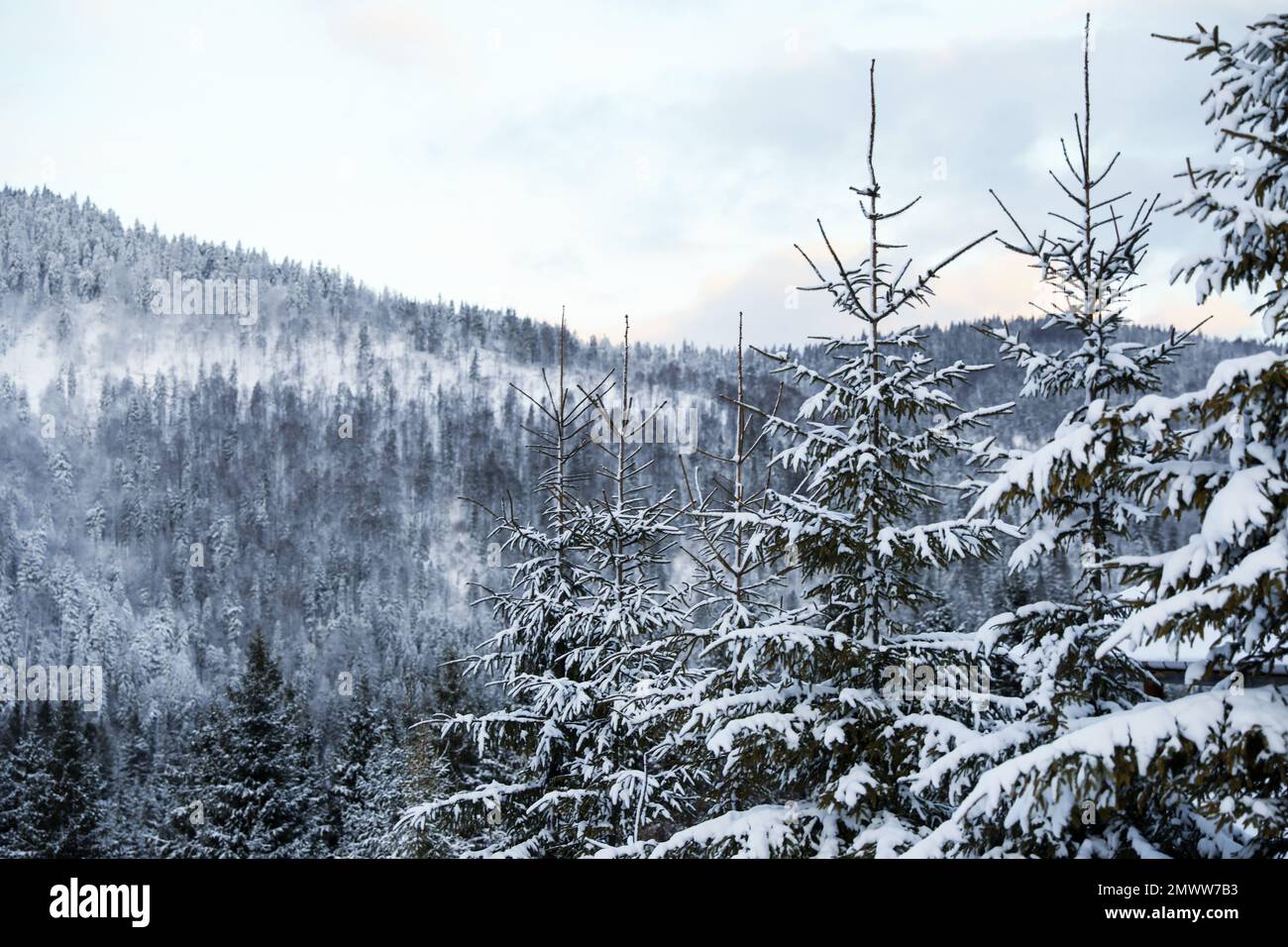 Fir trees covered with snow in forest on winter day Stock Photo - Alamy