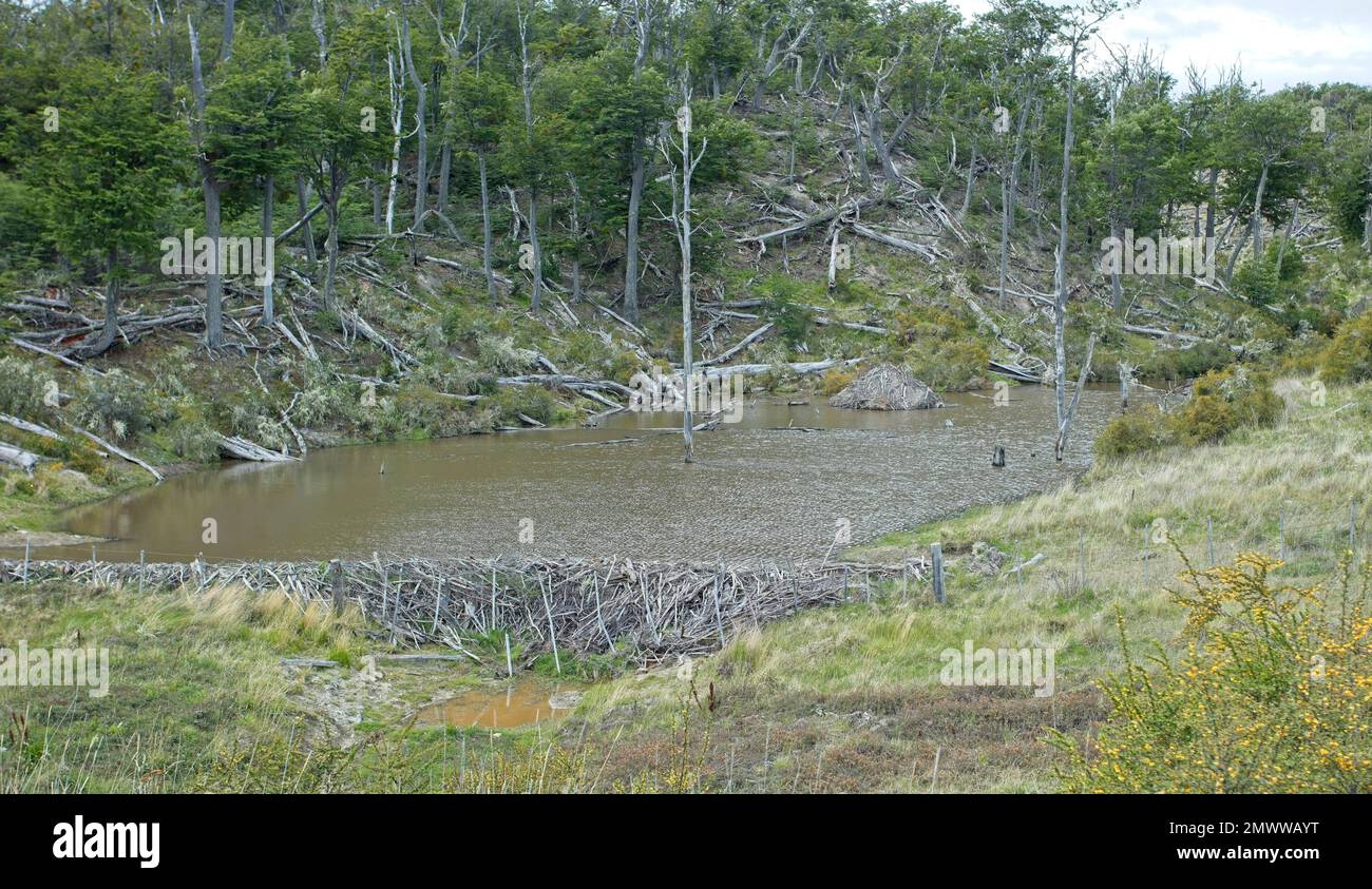 Beaver dam and lake, Tierra del Fuego, Argentina. The North American Beaver (Castor canadensis) was introduced and invasive species and is causing def Stock Photo