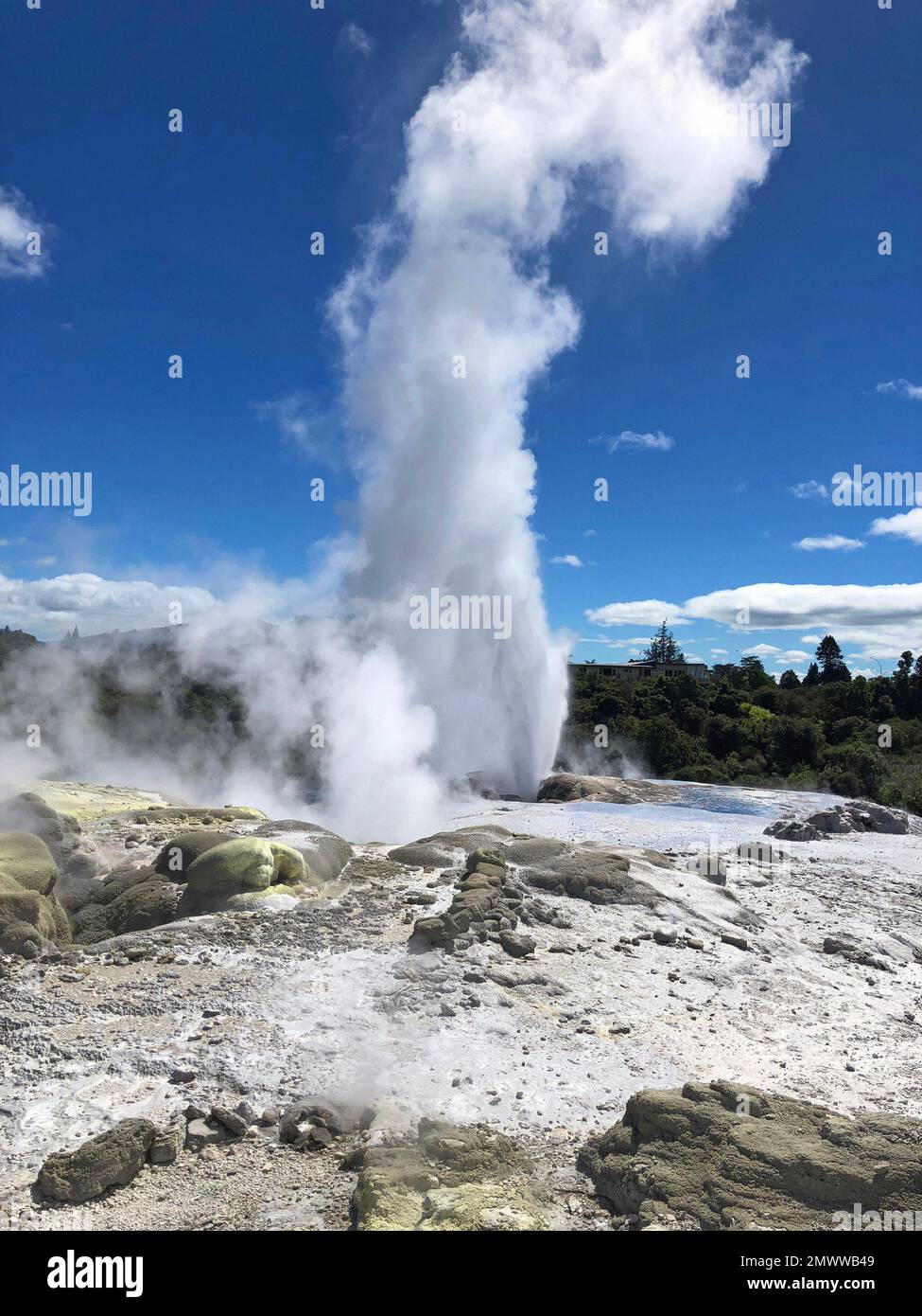 Title Rotorua geothermal hot spring geyser erupting and thermal mud