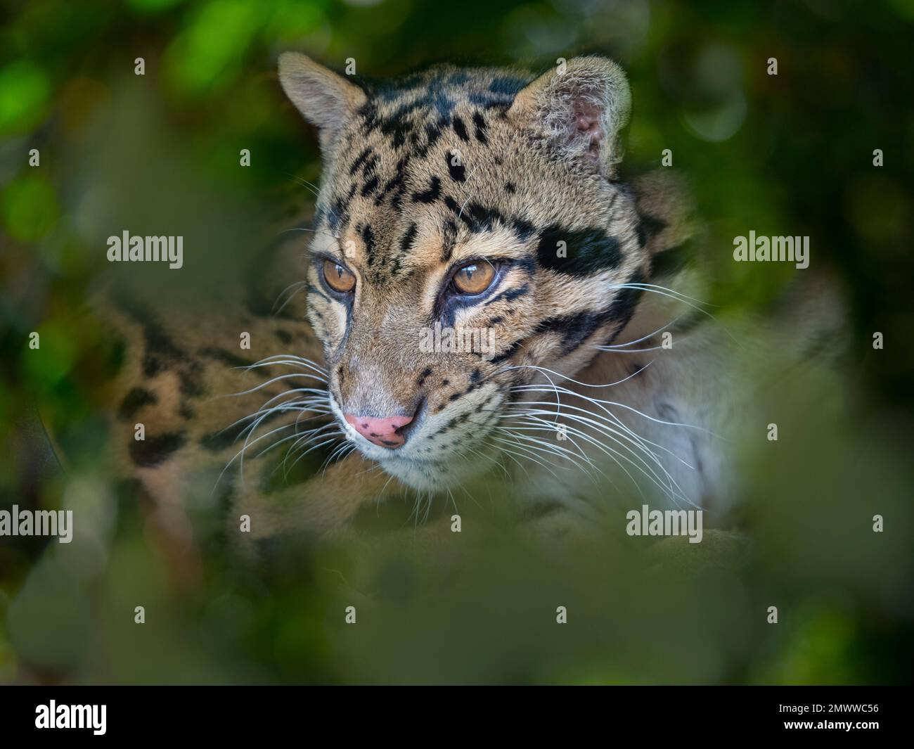 Clouded leopard Neofelis nebulosa  portrait Stock Photo