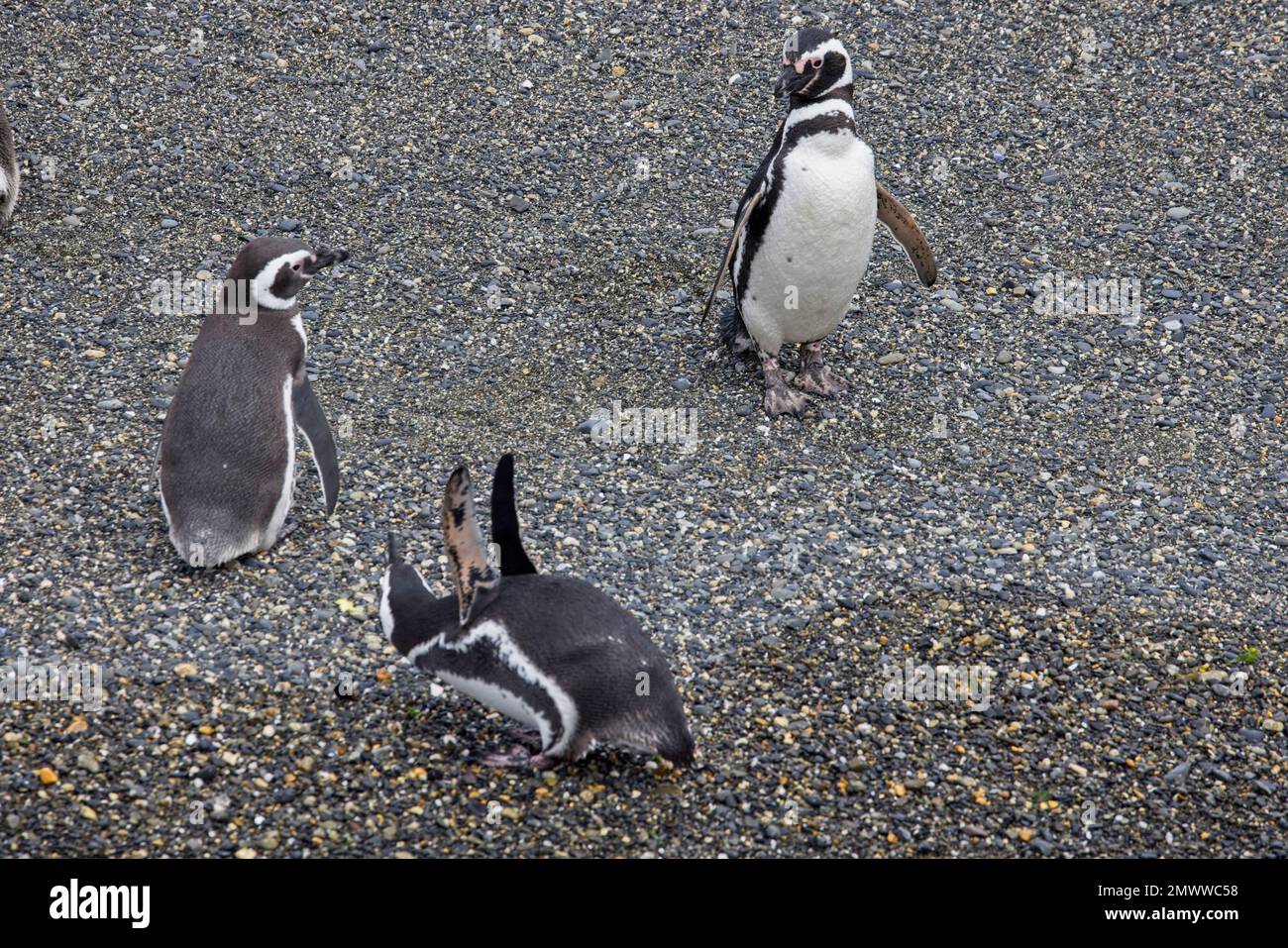Magellanic Penguins, (Spheniscus magellanicus), three on a beach, Tierra del Fuego, Patagonia, Argentina. Stock Photo