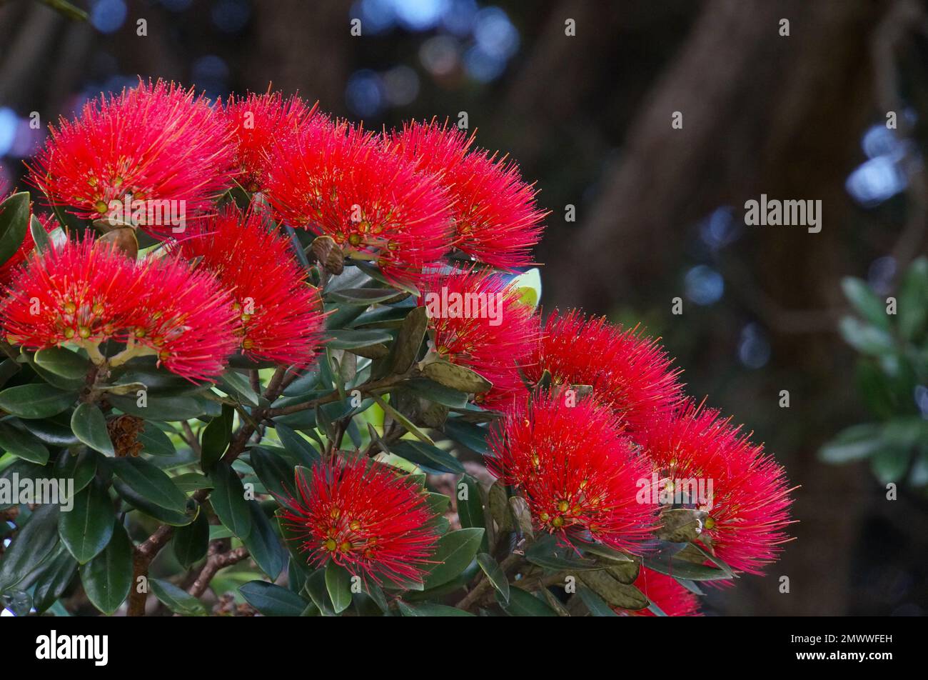A Close-Up of the Pohutukawa flower (Metrosideros excelsa), also known as the New Zealand Christmas Tree Stock Photo