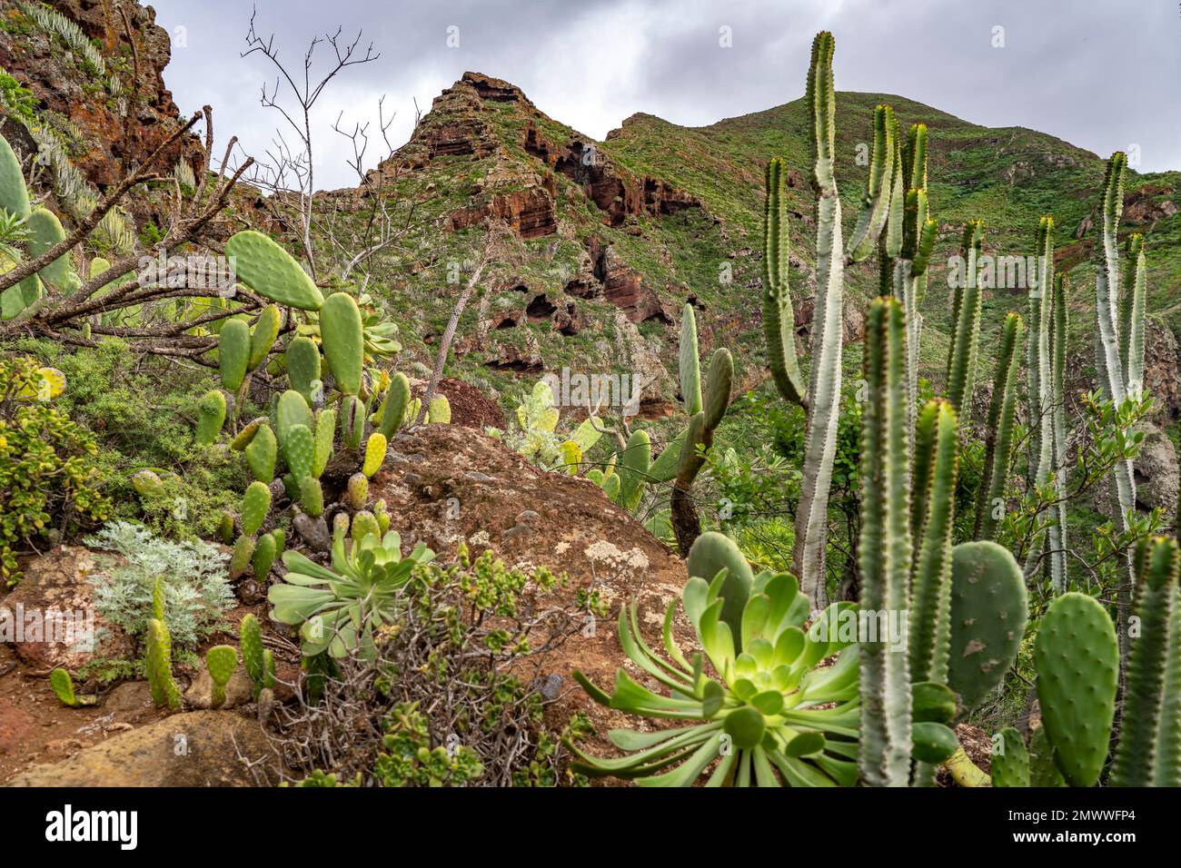 Landschaft am Wanderweg von Punta del Hidalgo nach Chinamada,  Teneriffa, Kanarische Inseln, Spanien |  Landscape around the hiking trail from Punta d Stock Photo