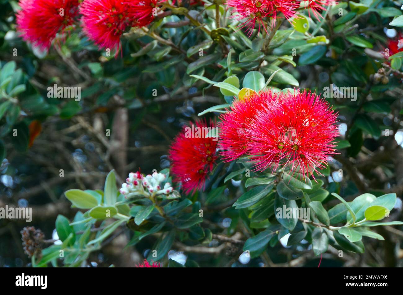 A Close-Up of the Pohutukawa flower (Metrosideros excelsa), also known as the New Zealand Christmas Tree Stock Photo