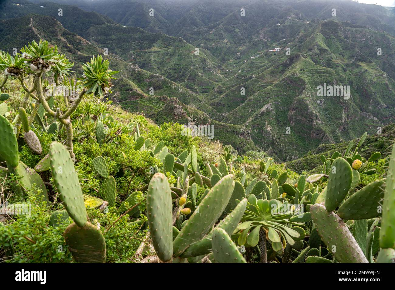 Landschaft am Wanderweg von Punta del Hidalgo nach Chinamada,  Teneriffa, Kanarische Inseln, Spanien |  Landscape around the hiking trail from Punta d Stock Photo