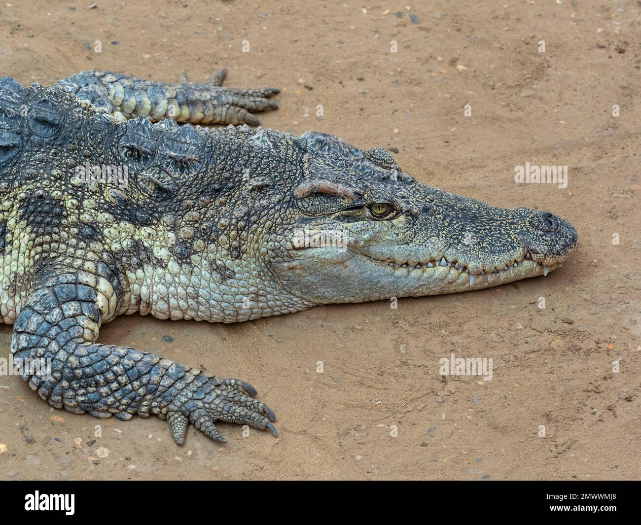 Siamese crocodile Crocodylus siamensis portrait Stock Photo