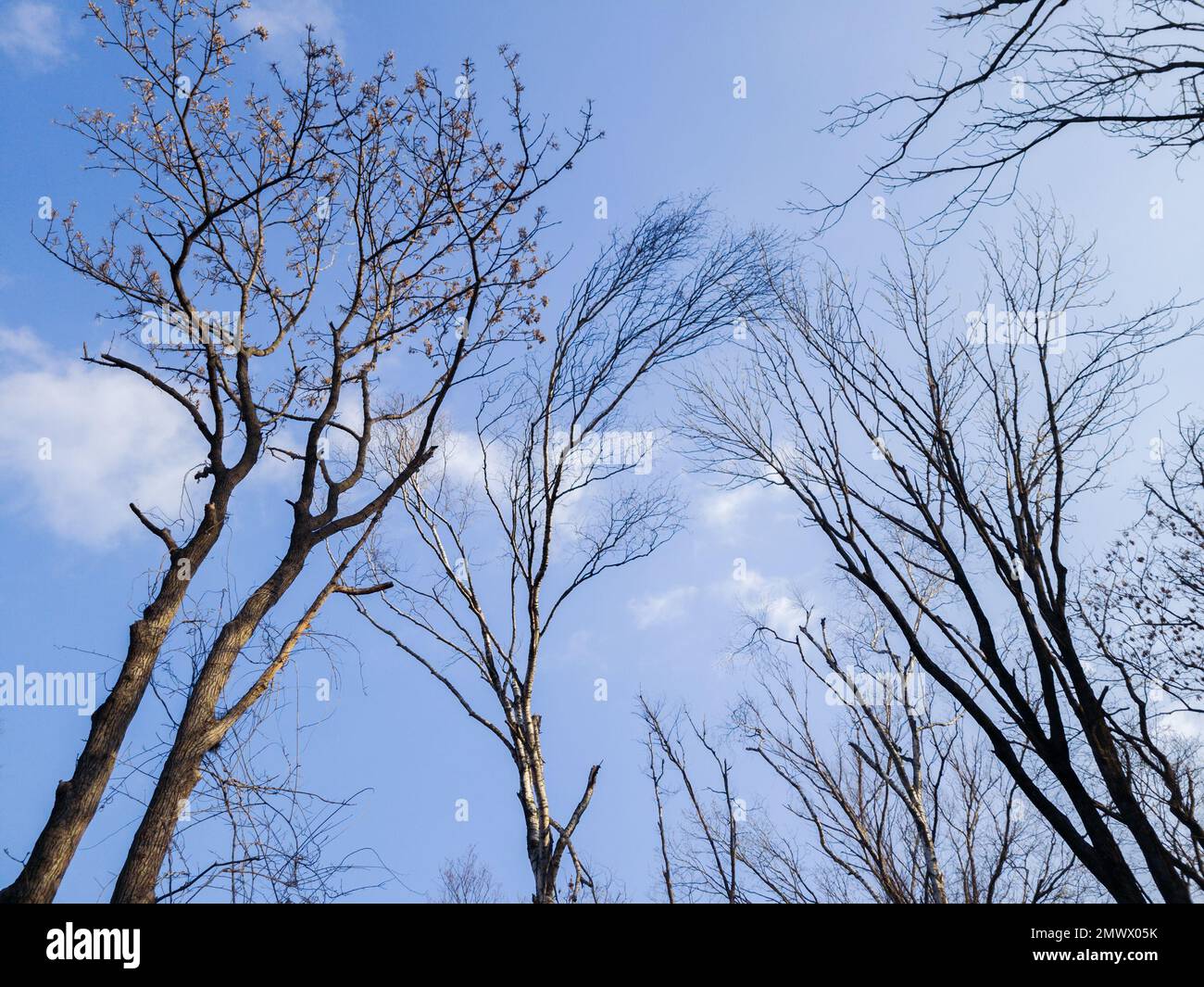 Tree branch silhouette over blue sky background Stock Photo - Alamy