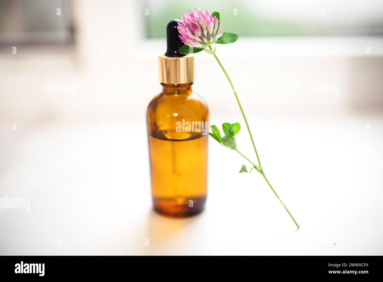 bottle with organic essential aroma oil with leaf trifolium pratense ...