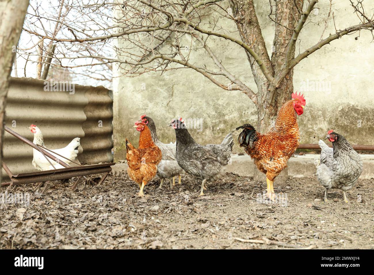 Flock of chickens and rooster in yard Stock Photo Alamy