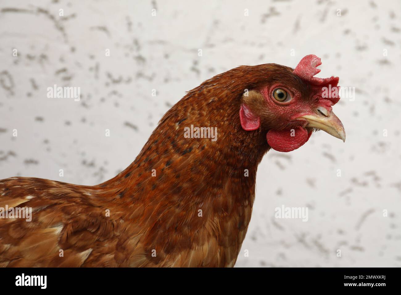 Beautiful red chicken on light background. Domestic animal Stock Photo