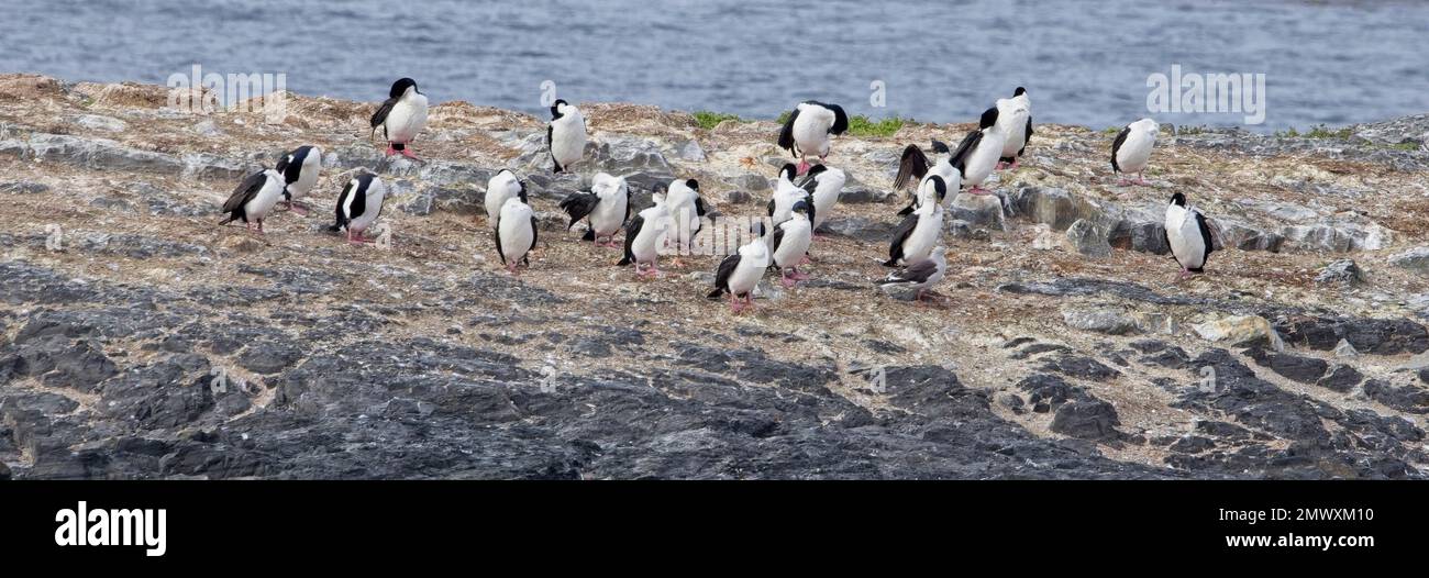 Imperial Shag (Leucocarbo atriceps) colony on one of the islets in the Beagle Channel, Tierra del Fuego, Patagonia, Argentina. Stock Photo
