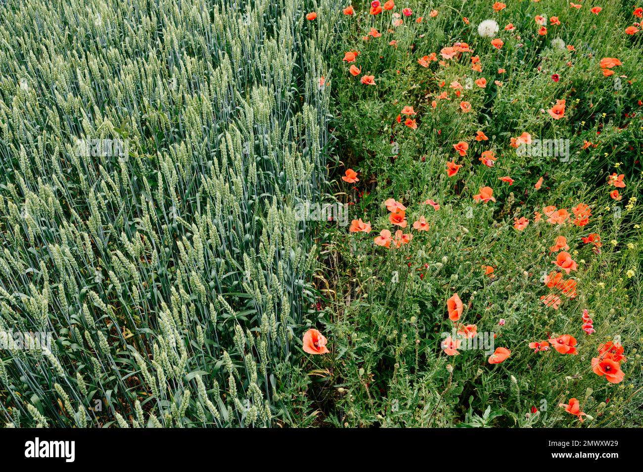 The field of unripe wheat and poppy wild flowers, Ukrainian cultural ...