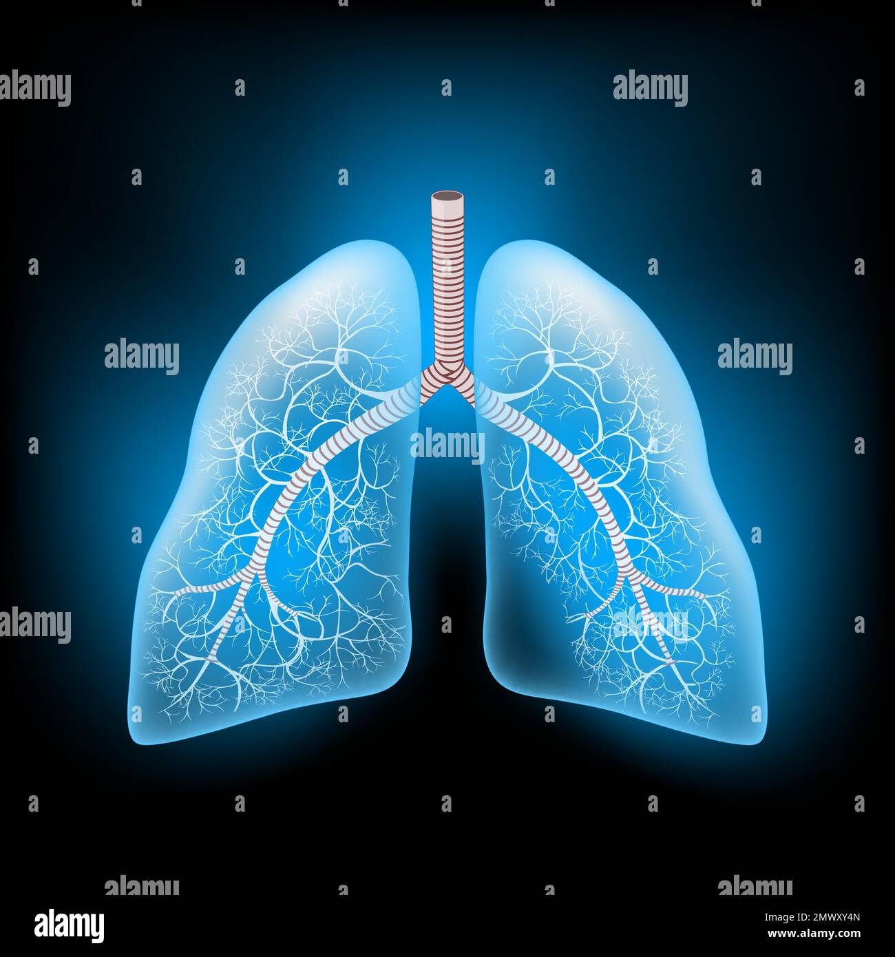 Lungs with glowing effect. Realistic transparent blue Lungs on dark background. Human respiratory system. Image for healthcare design. Vector Stock Vector