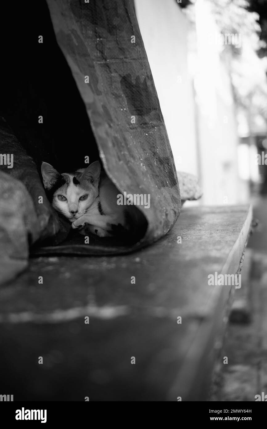 Cat hiding under a store's tarpaulin at daytime Stock Photo Alamy