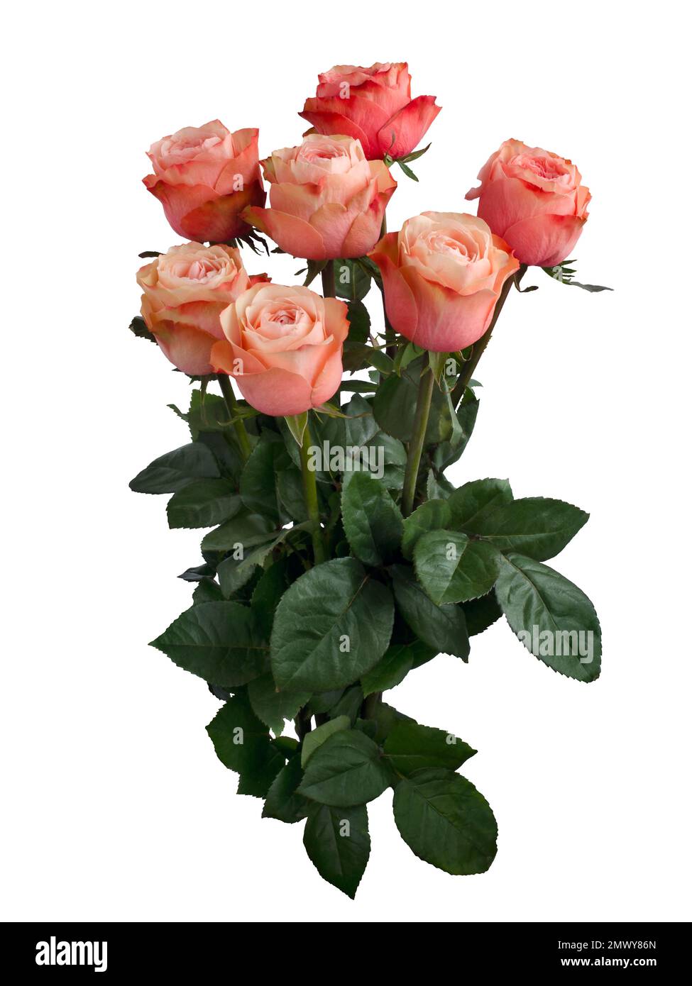 Bouquet of pink roses isolated on white background Stock Photo - Alamy