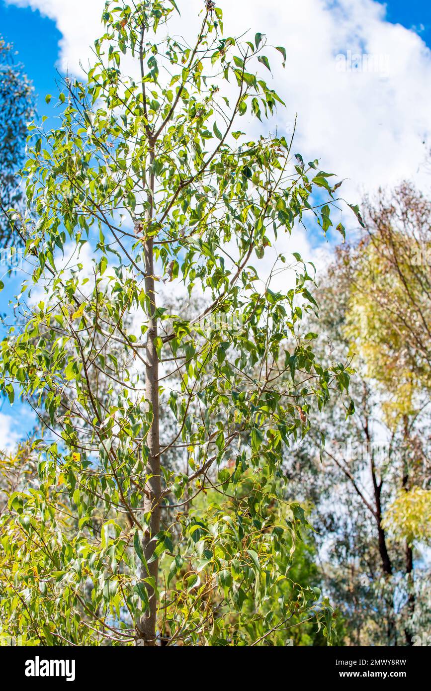A young Kurrajong tree (Brachychiton populneus) growing near Dubbo in western New South Wales, Australia Stock Photo