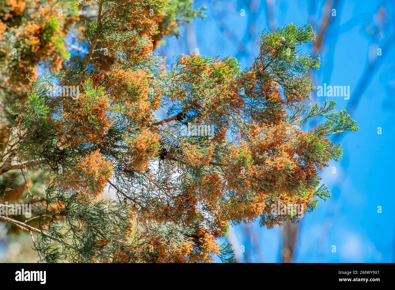 An Australian Native Cyprus Pine (CALLITRIS glaucophylla) also known as a White Cyrpus, Murray River cypress-pine, and northern cypress-pine Stock Photo