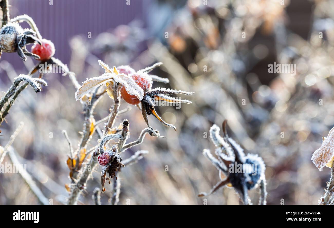 Wild rose bush hires stock photography and images Alamy