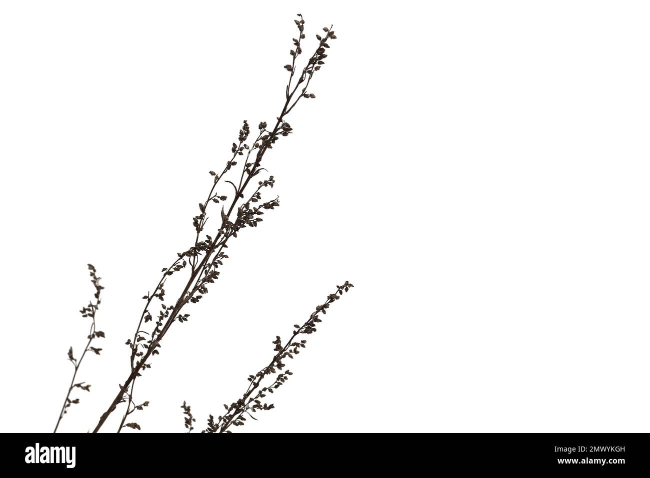Dry sagebrush isolated on white, close up winter photo, natural background photo. Artemisia campestris Stock Photo