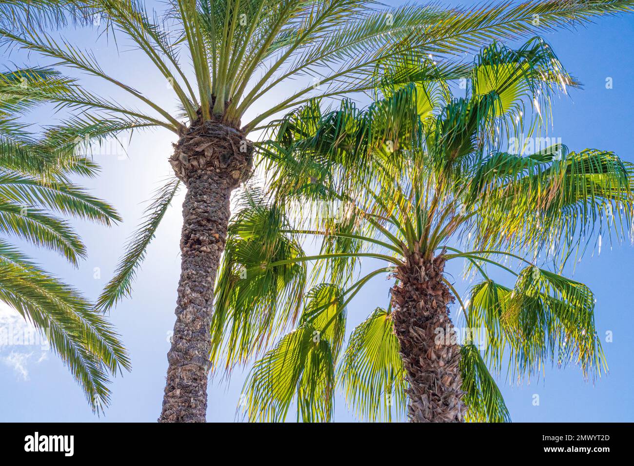 Palm trees backlit by the sun on the Canary Island of Fuerteventura, Spain Stock Photo