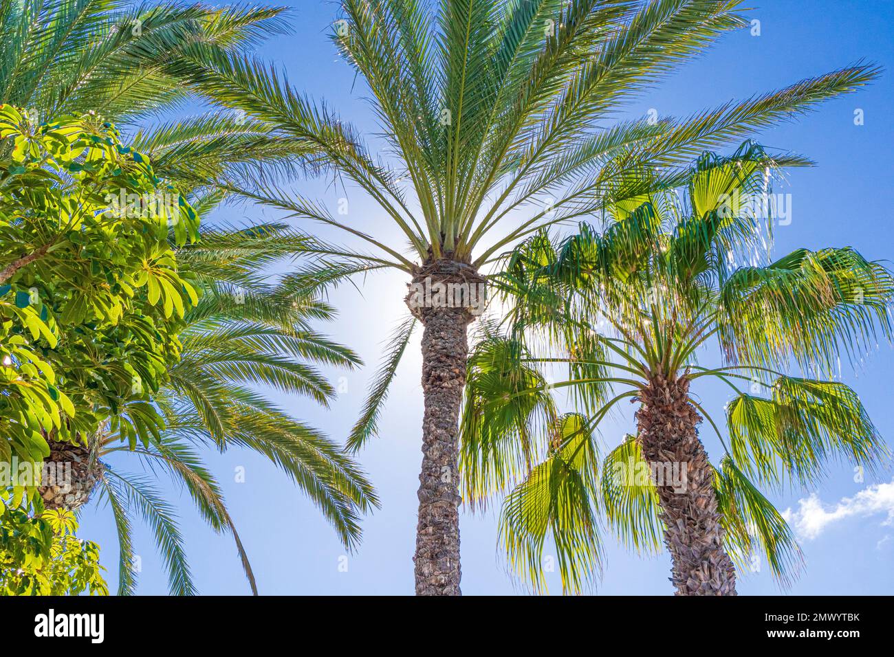 Palm trees backlit by the sun on the Canary Island of Fuerteventura, Spain Stock Photo