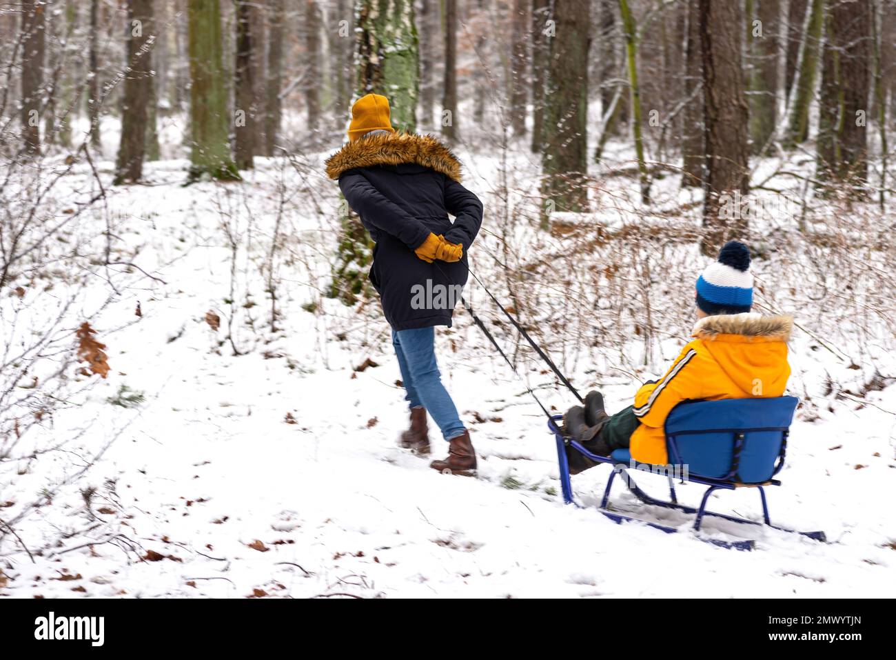 A woman is pulling a boy on a sled through the snow in the forest Stock