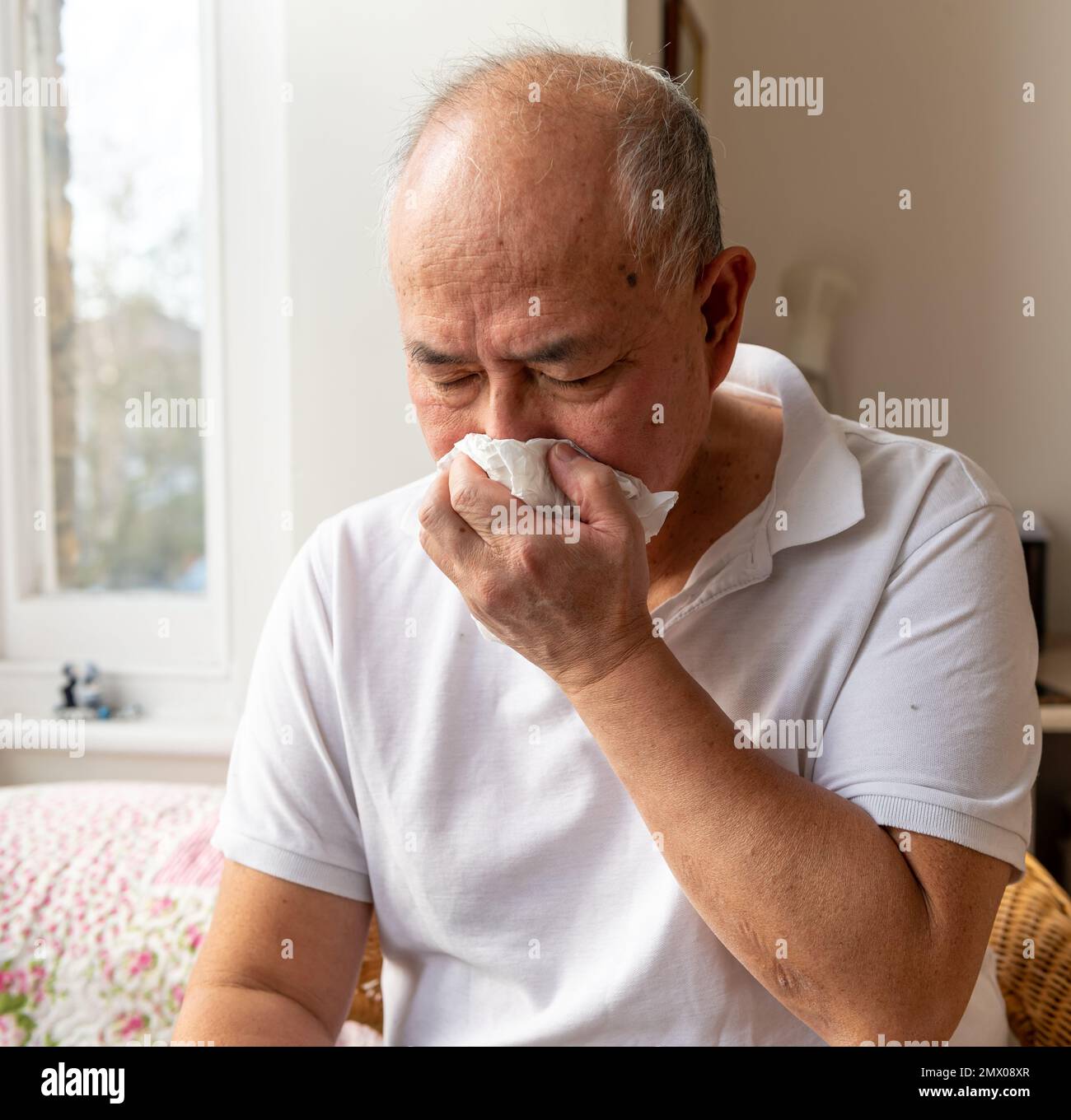 A elderly man sneezing into paper tissues and blowing his nose suffering the symptoms of Winter cold and flu. Stock Photo