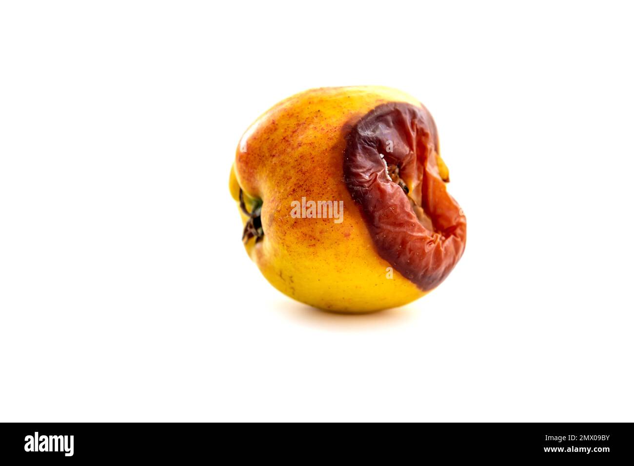 A rotten apple isolated in white background. Rotten apple concept. Decay in nature. Stock Photo