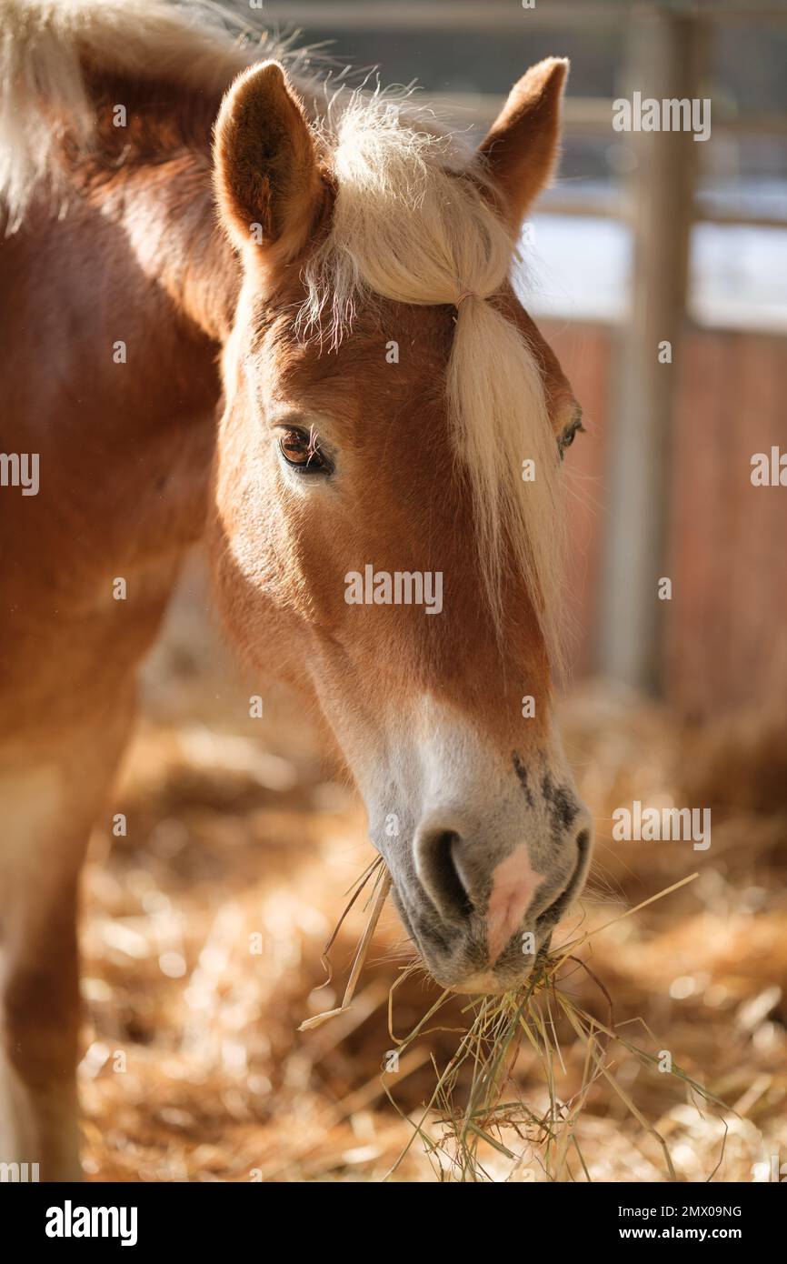 Brown horse in stable eating hay and straw on a sunny day. Mane is tied into a ponytail. Feeding in the horse stall. Closeup of the head. Stock Photo