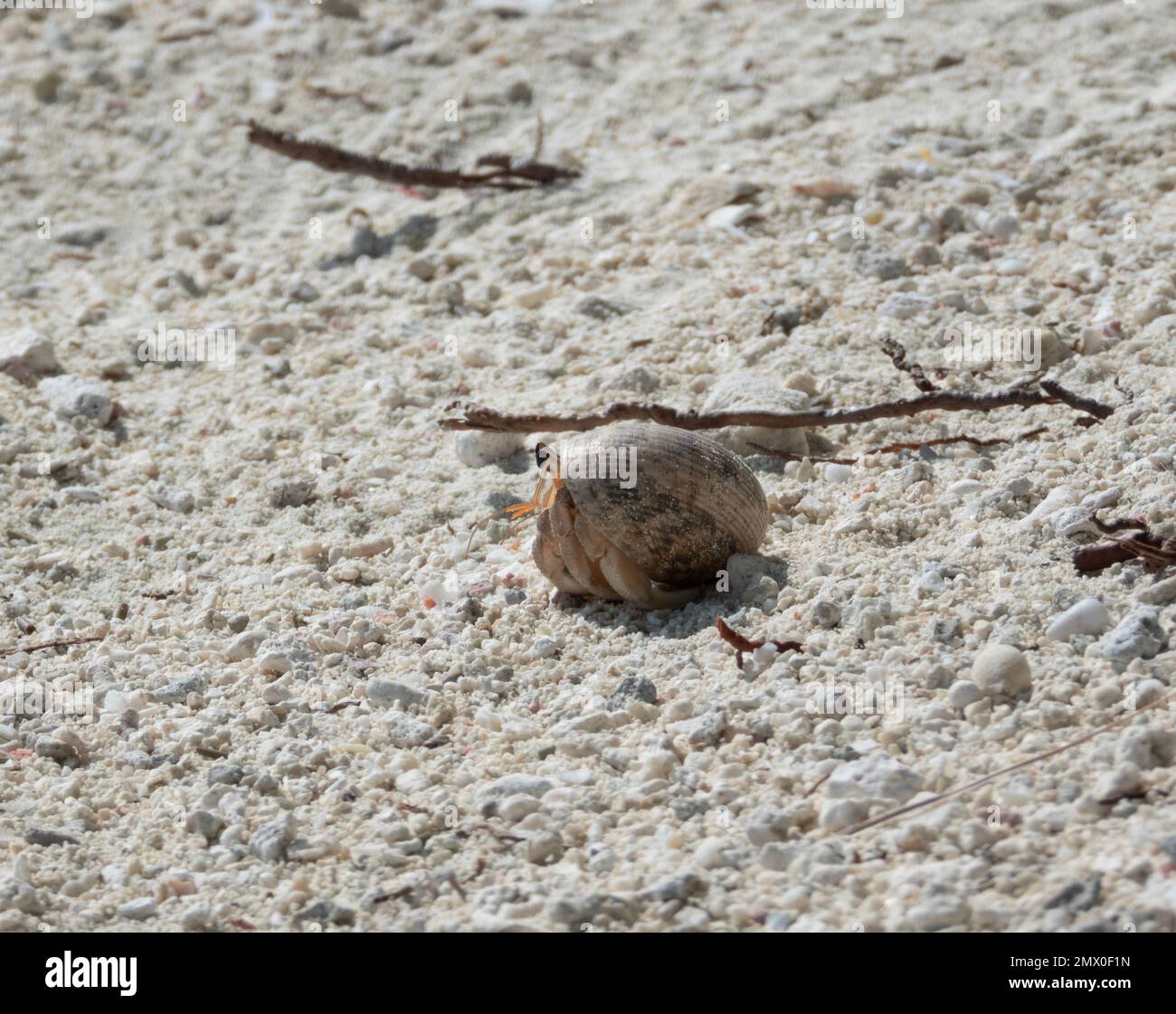 Hermit crab on sandy hi-res stock photography and images - Alamy