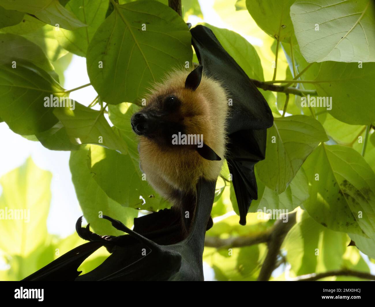greater Indian fruit bat / Flying fox resting in tree in Maldives Stock