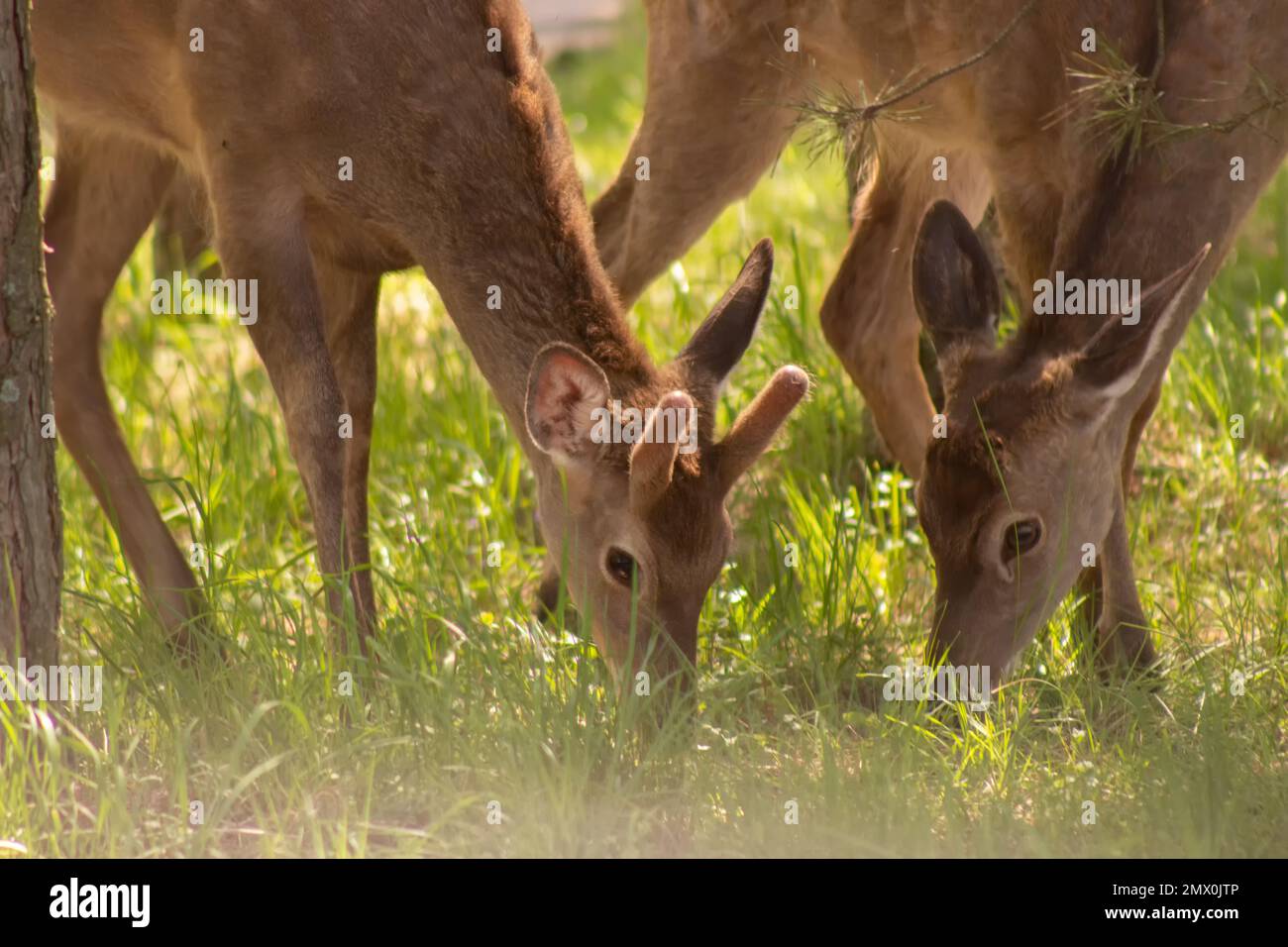 Two female deer grazing on green grass. Close-up of animals bent to the ground in search of food Stock Photo