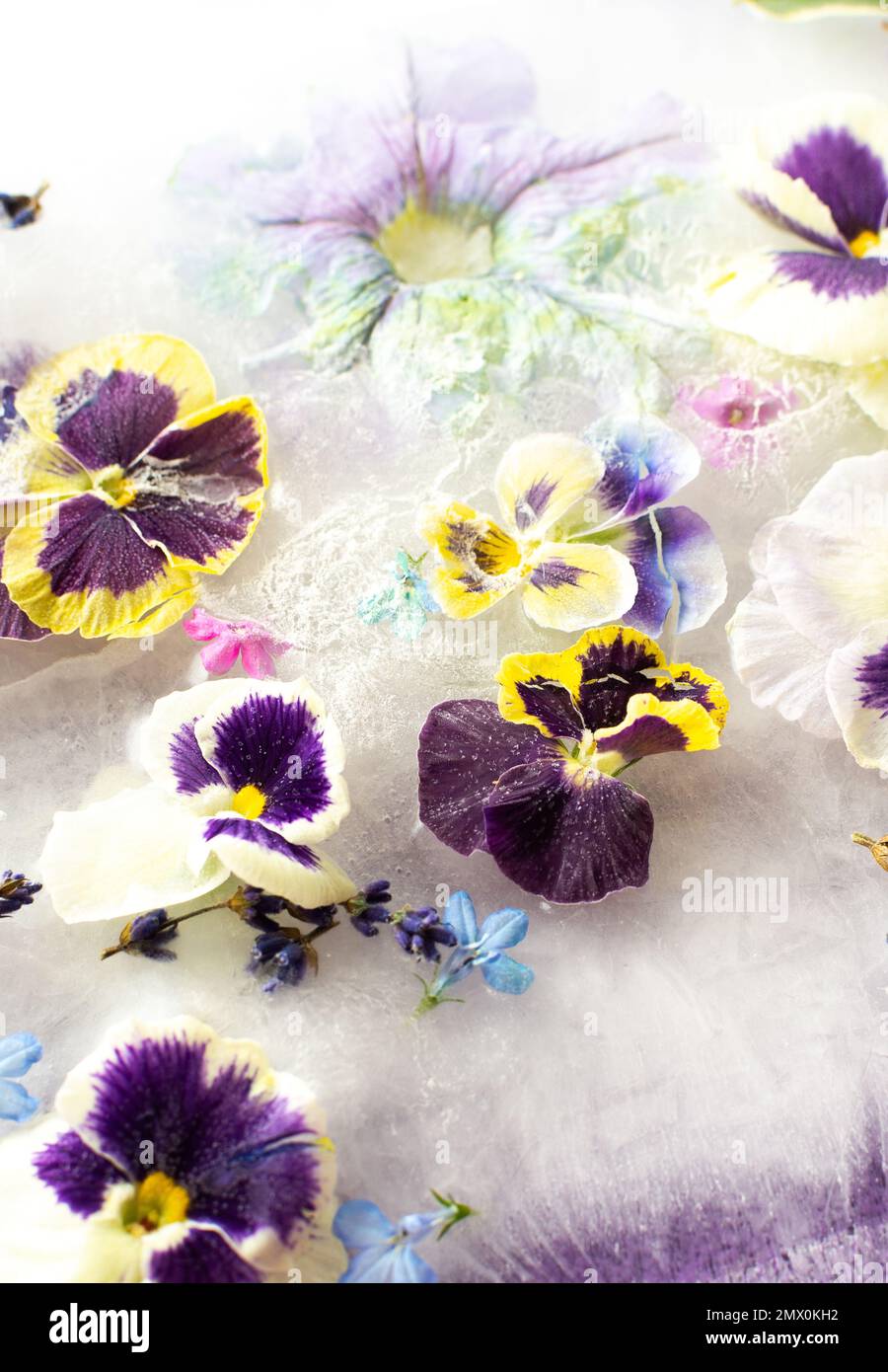 Summer background of frozen flowers in ice, colorful pansies and geraniums, lavender and Verbena Stock Photo