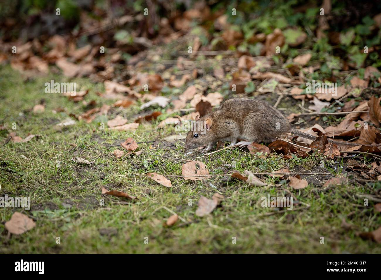 Mort aux rats hi-res stock photography and images - Alamy