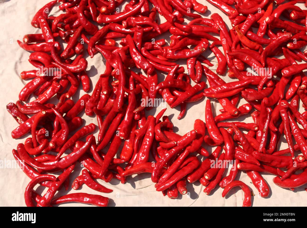 Chili peppers drying in sun hires stock photography and images Alamy