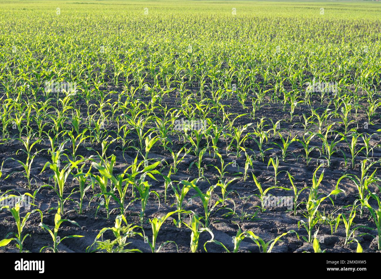 cornfield of maize at the sunny morning, backlit Stock Photo - Alamy